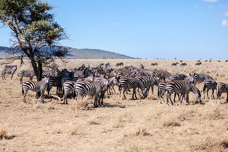 TZA MAR SerengetiNP 2016DEC24 ThachKopjes 003